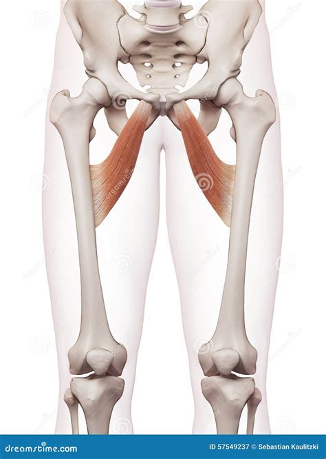 Adductor Brevis And Adductor Longus Muscle - Anatomy Muscles Iso Stock Illustration ...