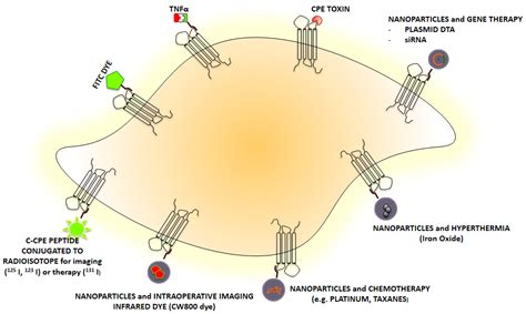 Claudins Overexpression in Ovarian Cancer: Potential Targets for ...