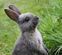 Image result for Rabbit Plush with Really Long Ears