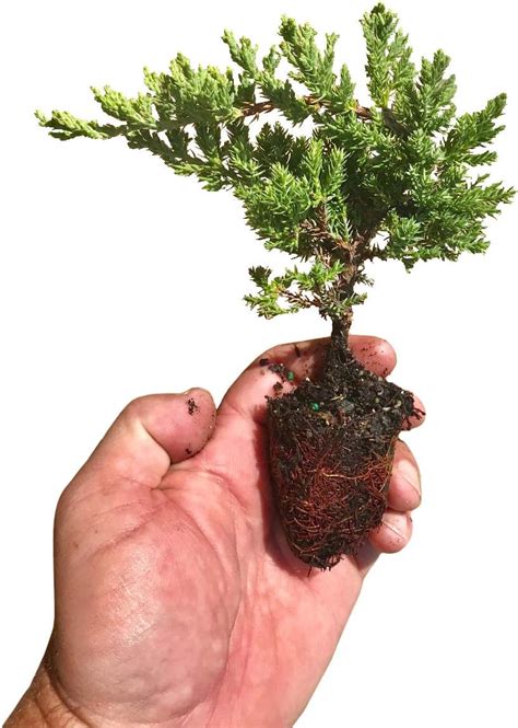 Juniper Procumbens Nana 3 Live Plants Drought Tolerant Evergreen ...