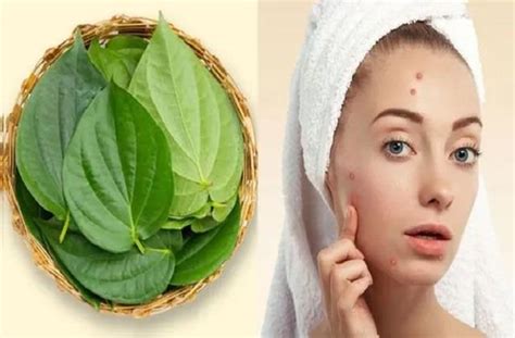पान के पत्ते से दूर करें चेहरे के जिद्दी Pimples, झड़ते बालों के लिए भी ...