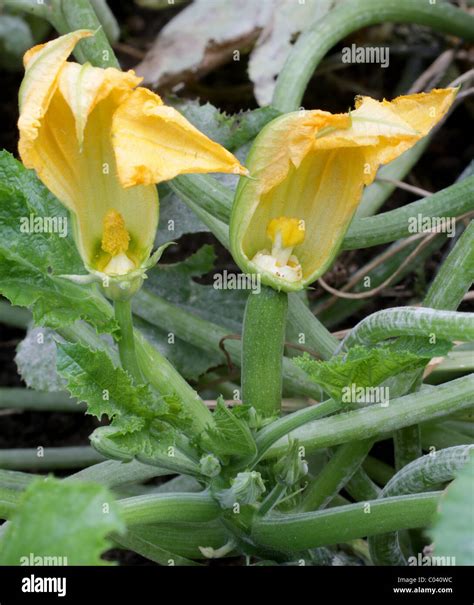 When Do Female Zucchini Flowers Open - Check spelling or type a new query.