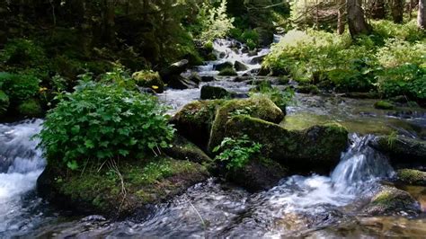 Image result for Water Stream Relaxation