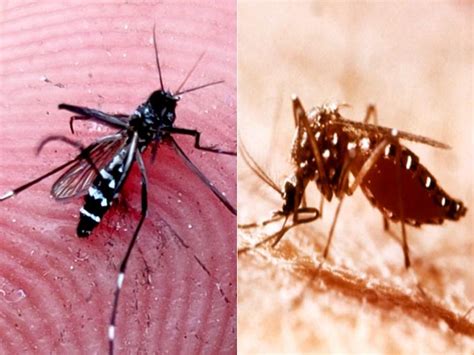 6 Best Foods for dengue patient Home Remedies for Dengue Fever | Dengue ...