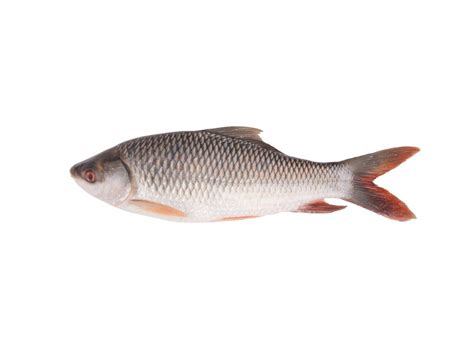 Himalayan Fish Farm & Aqua Tech in Tittai Thanjavur