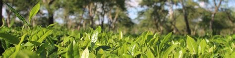Mangalam – Jayshree Tea