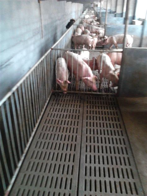 新型猪厂图片,新年图片,猪的图片_大山谷图库