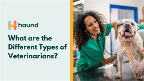 What are the Different Types of Veterinarians? | hound