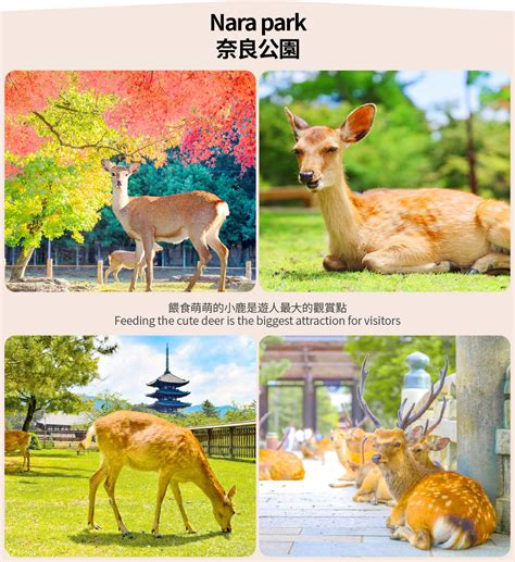 [Nara & Uji] Nara Park & Todaiji Temple & Byodoin Temple & Uji Matcha Food & Hot Spring World ...