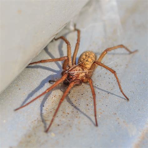 Hobo Spider Vs Giant House Spider