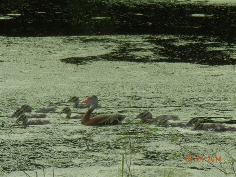 Gallery | Hardee County Property Appraiser