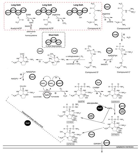 Comparative Transcriptome Analysis of a Toxin-Producing Dinoflagellate ...