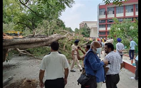 Giant Tree Falls in a Chandigarh school, One School Girl Dead, Many ...