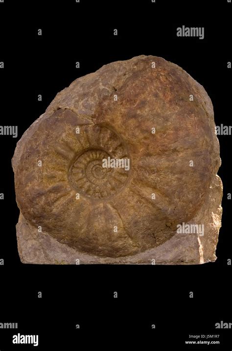 Image result for Snail Shell Fossil