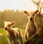 Image result for Cute Real Life Baby Animals Wallpaper