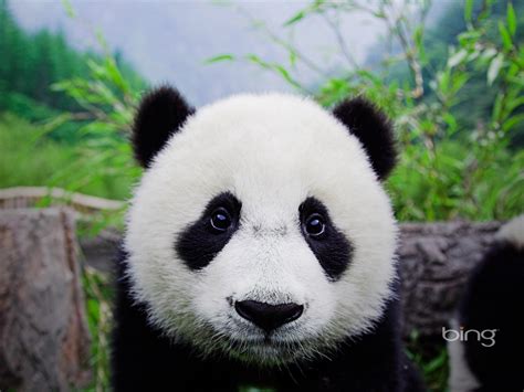 Bing Landscape Desktop Wallpaper 的图像结果