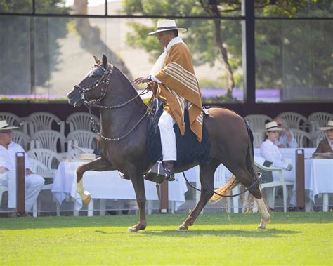 Cómo montar caballo correctamente | Fidel Sánchez Alayo