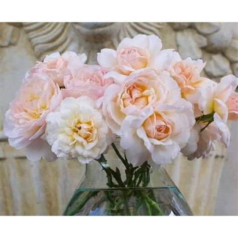 Buy 3 Gal. Moonlight in Paris Rose with Cream Flowers Online at Lowest ...