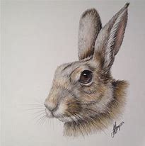 Image result for Rabbit Pencil