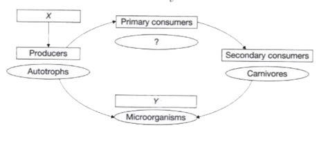 From the below given figure identify X and Y in the given food chain.