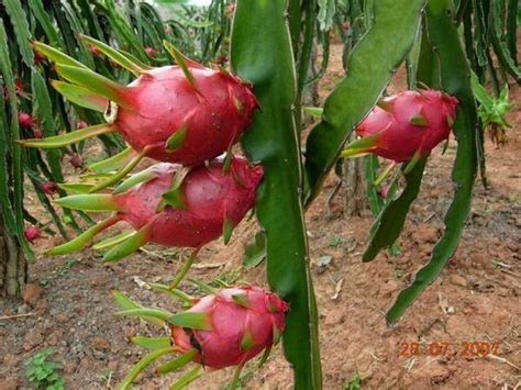 使用这个种植模式，火龙果产业竟带动全县1.5万人脱贫致富！