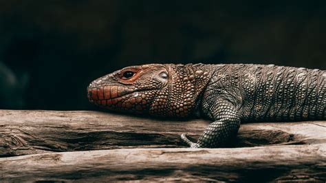 Wallpaper lizard, reptile, brown, scales, tree hd, picture, image