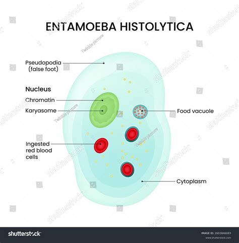 Phylum Of Entamoeba Histolytica