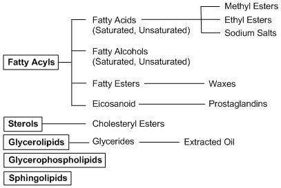 Lipids | Tokyo Chemical Industry (India) Pvt. Ltd.