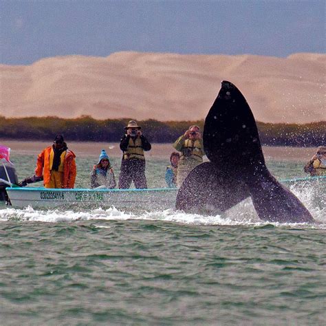 PURE BAJA TRAVELS - All You Need to Know BEFORE You Go 2026 (with ...