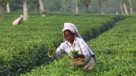Assam Tea Shipments to Iran Hinge on Rupee Payment Mechanism | NewsClick