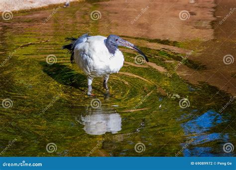 African Sacred Ibis stock photo. Image of oregon, animals - 69089972