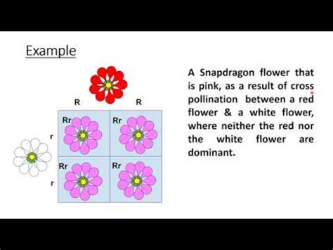 Image result for Incomplete Dominance Examples