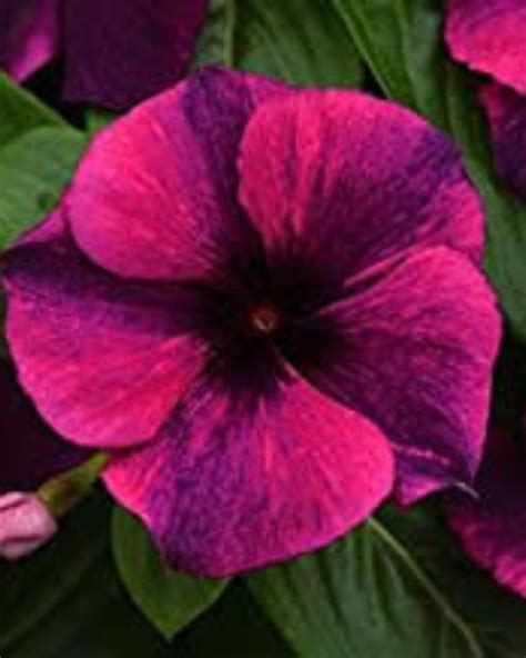 VINCA STRIPED HYBRID SEEDS (10 seeds) – Plant Orbit