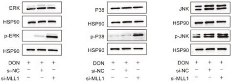 Histone Methyltransferase MLL1 Mediates Oxidative Stress and Apoptosis ...