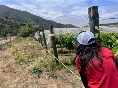 Weta Program 的图像结果