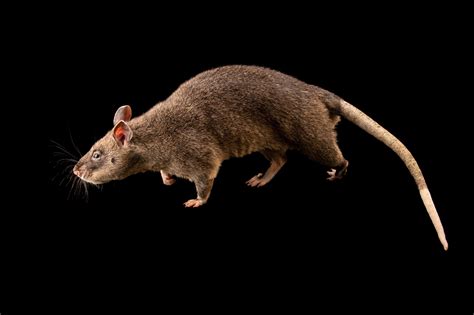 Gambian Giant Pouched Rat (Cricetomys gambianus) - Joel Sartore