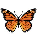 Image P3 Color Space 的图像结果