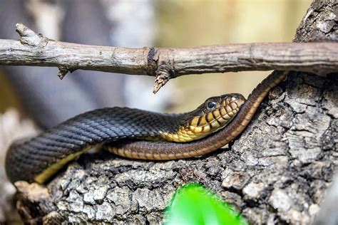 Discover the 9 Water Snakes Lurking in Kansas Waters - A-Z Animals