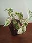 Ugaoo Money Plant Marble Indoor with Self Watering Pot: Amazon.in ...