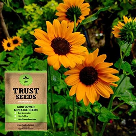 TrustBasket Sunflower Miniature (OP/Desi) Seeds with Free Germination ...