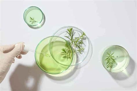 Tea tree oil: Uses, benefits, side effects and how to use it safely