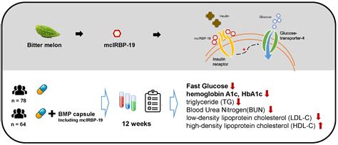 mcIRBP-19 of Bitter Melon Peptide Effectively Regulates Diabetes ...