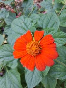 madrid Mexican Sunflower Tithonia Seed Price in India - Buy madrid ...