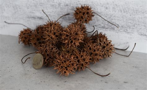 Sweet Gum Ball Crafts