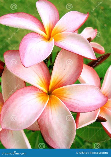 Tropical flowers stock photo. Image of tropical, franchipan - 732746