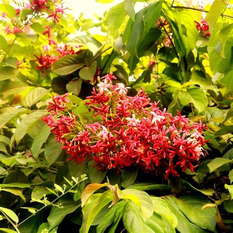 PlantsShip Dwarf Rangoon Creeper Dwarf Burma Creeper Madhu malati ...