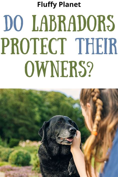 Protection of Lab Dog 的图像结果