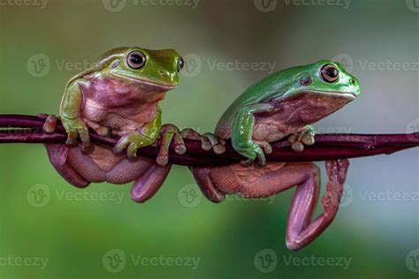 The Australian green tree frog Ranoidea caerulea, also known as simply ...