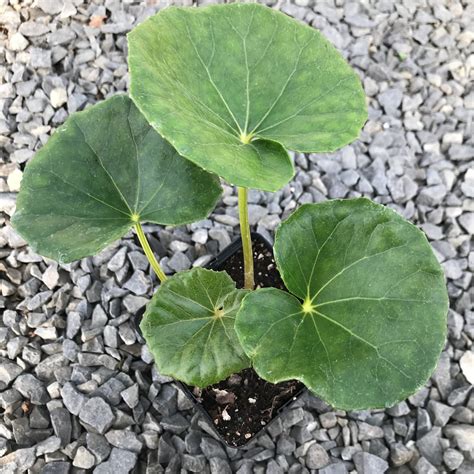 Farfugium japonicum 'Gigantea' - Giant Leopard Plant (4.5" Pot ...