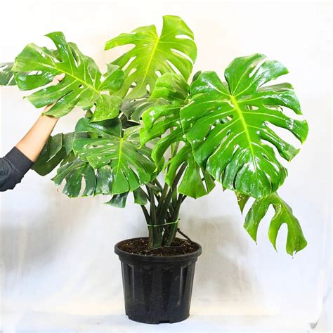 Monstera Deliciosa "Swiss Cheese" - Plant – Lalit Enterprise
